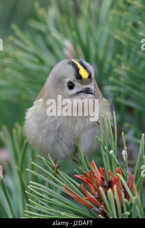 Portrait of a goldcrest in pine tree Stock Photo