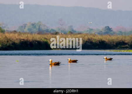 Some Ruddy Shelducks (Tadorna ferruginea) are swimming in the Rapti River in Chitwan National Park Stock Photo
