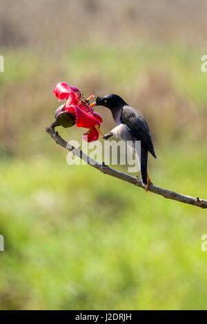 A Jungle Myna (Acridotheres fuscus) is sitting next to a red flower of the Silk Cotton Tree in Chitwan National Park Stock Photo