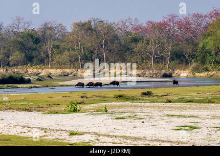 A flock of Gaurs (Bos gaurus), Indian Bison, is crossing the Rapti River in Chitwan National Park Stock Photo