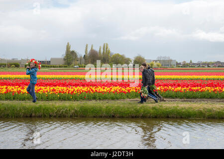 Blooming tulip fields near Lisse in the Netherlands Stock Photo