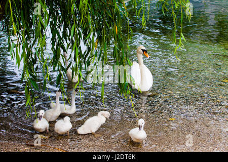 Swan with chicks. Mute swan family Stock Photo