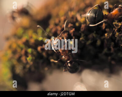 Black ants on a moss photographed close