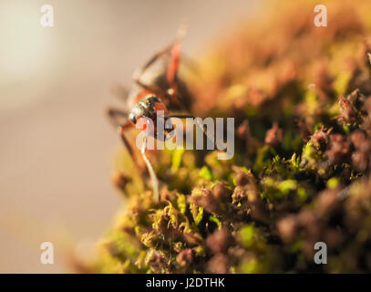 Black ants on a moss photographed close