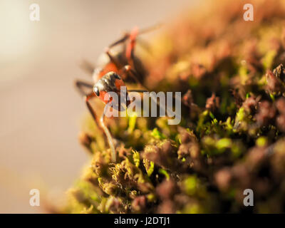 Black ants on a moss photographed close