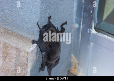 Abstract and conceptual sleeping, bat sleeping on the wall of a palace in the city. Insectivores, feeding on insects. Stock Photo