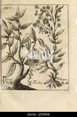 'Miscellanea curiosa, sive, Ephemeridum medico-physicarum Germanicarum' (1700) Stock Photo