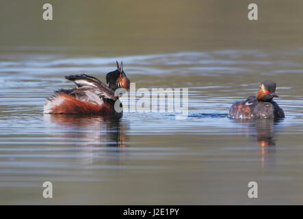Black-necked grebe (Podiceps nigricollis) calling out, the Netherlands Stock Photo