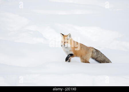 American Red Fox / Amerikanischer Rotfuchs ( Vulpes vulpes fulva ) in winter, running through deep snow, Yellowstone NP, Wyoming, USA. Stock Photo