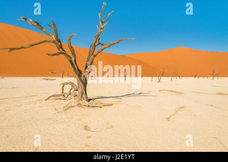 Wonderful dead tree in the Deadvlei basin - Sossusvlei, Namib desert, Namibia Stock Photo