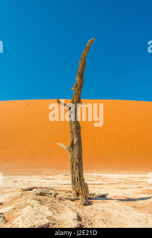 Lone tree without limbs stand tall against a backdrop of orange sand and vivid blue sky - Sossusvlei, Namib desert, Namibia Stock Photo