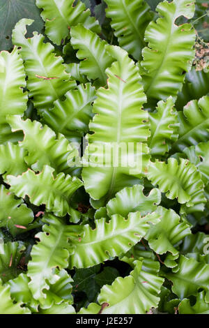 Asplenium scolopendrium. Hart's-tongue fern Stock Photo