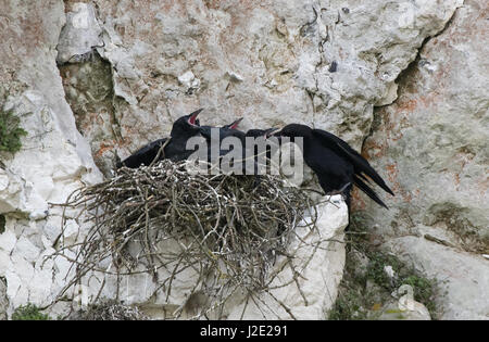 Raven-Corvus corax feeds young at nest site. Uk Stock Photo