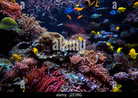 Wonderful and beautiful underwater world with corals and fish Stock Photo