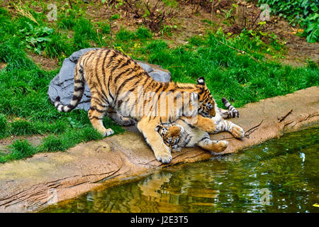 Two adult tigers at play. young Tiger Stock Photo