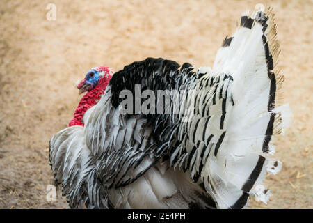 A proud turkey (Scientific name: Meleagris gallopavo f. domestica) struts and shows off his feathers Stock Photo