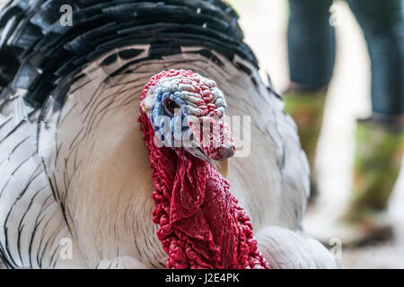 A proud turkey (Scientific name: Meleagris gallopavo f. domestica) struts and shows off his feathers Stock Photo