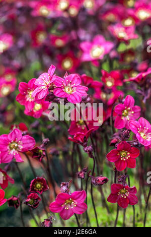 Saxifraga × arendsii 'Scarlet ' Alpine saxifrage Stock Photo