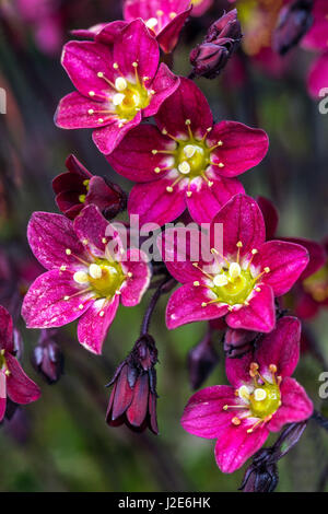 Saxifraga arendsii 'Scarlet ' red flowers Alpine saxifrage Stock Photo