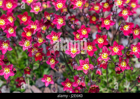 Alpine saxifrages Saxifraga × arendsii 'Scarlet ' red flowers Stock Photo