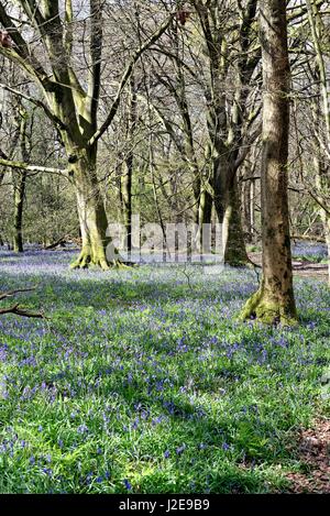 Bluebell woods on the North Downs near Dorking Surrey UK Stock Photo