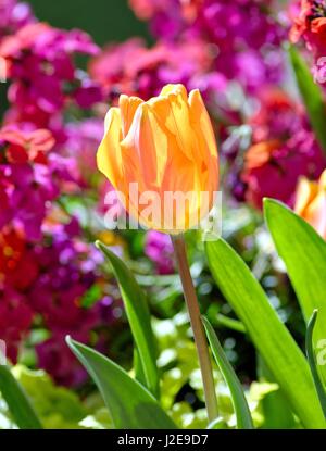 Single orange yellow tulip against a colourful floral  background  UK Stock Photo