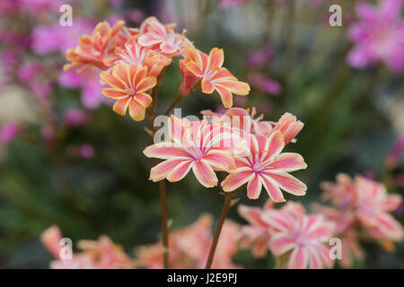 Lewisia cotyledon 'Regenbogen'. Lewisia Rainbow Mix Flowers Stock Photo