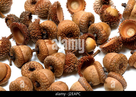 Autumn acorns from oak on white background Stock Photo