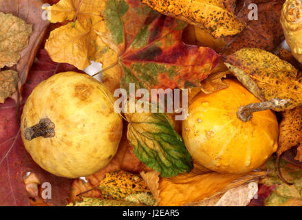 Two small decorative pumpkins on autumn multicolor leafs. Top view. Stock Photo
