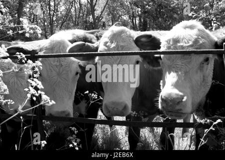 Cows Montbeliarde BosTaurus heads looking through fence,Dunsfold,Surrey. Stock Photo