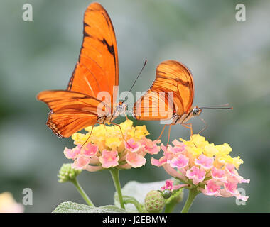 Neotropical Orange Julia Longwing or Julia Butterfly (Dryas iulia) feeding on a flower. Ranging from Southern USA to Bolivia, including the Caribbean Stock Photo