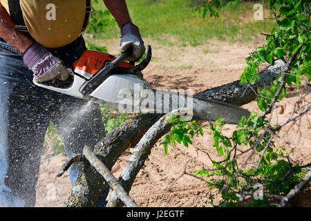 Professional is cutting trees using a chainsaw Stock Photo