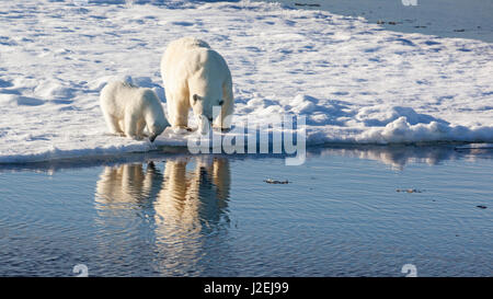 Svalbard, Norway. Polar Bears standing in sea ice, looking at reflections. Stock Photo