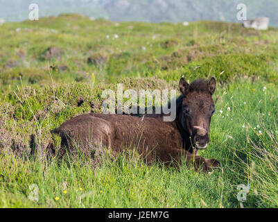 Eriskay Pony, foal. A rare breed of pony called after the isle of Eriskay in the outer Hebrides. Scotland in June (Large format sizes available) Stock Photo