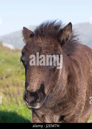 Eriskay Pony, foal. A rare breed of pony called after the isle of Eriskay in the outer Hebrides. Scotland in June (Large format sizes available) Stock Photo