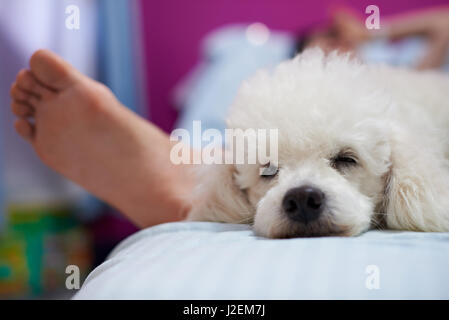 Dog sleepig with human on couch. Close up of white poodle dog on lay bed Stock Photo
