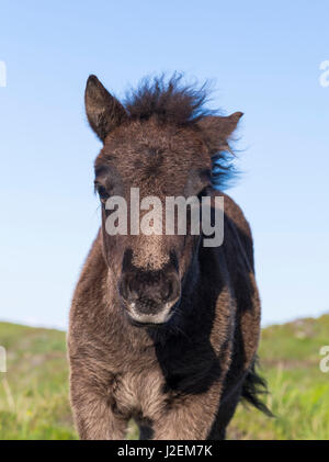 Eriskay Pony, foal. A rare breed of pony called after the isle of Eriskay in the outer Hebrides. Scotland in June (Large format sizes available) Stock Photo