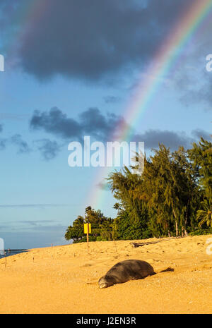 Hawaiian monk seal rests on North Shore beach on Kauai, with double rainbows and Tunnels Beach in distance Stock Photo