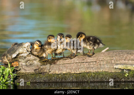 Mallard ducklings (Anas platyrhynchos) family lined up on a log in golden light Stock Photo