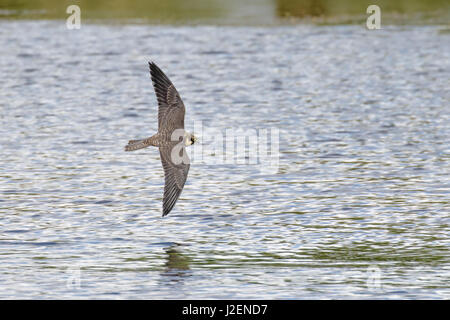 Eurasian Hobby falcon (Falco subbuteo) flying, in flight low across water Stock Photo