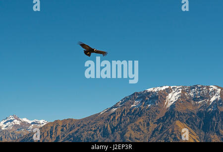 Andes condor (vulture gryphus) flying over the Cruz del Condor in the Colca Canyon in the region of Arequipa in Peru. Stock Photo