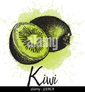 Vector illustration, kiwi in hand drawn graphics.  Stock Vector