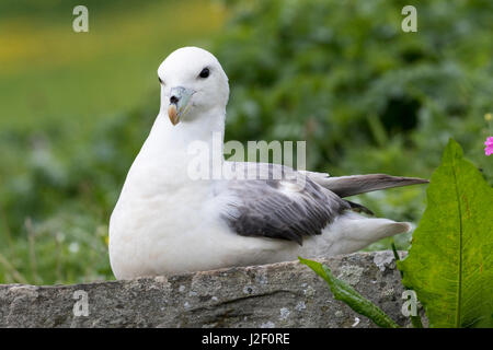 Northern Fulmar, also called Arctic Fulmar (Fulmarus glacialis). Scotland, Shetland Islands Stock Photo