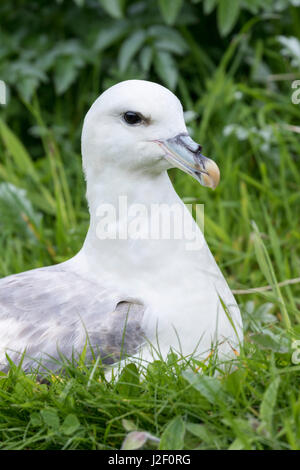 Northern Fulmar, also called Arctic Fulmar (Fulmarus glacialis). Scotland, Shetland Islands Stock Photo