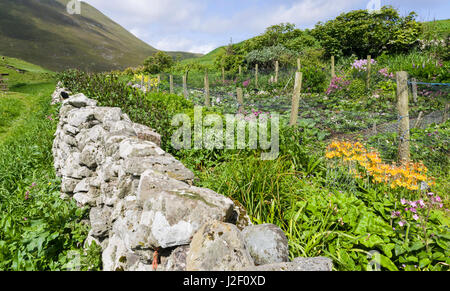 Foula part of the Shetland Islands, it is one of the most remote permanently inhabited islands in the UK. Settlement near Ham Voe with colorful garden near the harbor. Scotland (Large format sizes available) Stock Photo