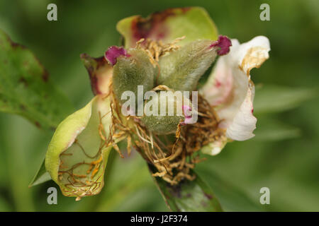 Peony seed pod.  Unique pods that look like court jester's hats mark the end of flowering for this former bloom. Stock Photo