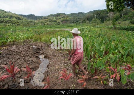 French Polynesia, Austral Islands, Tupua'i Islands, Island of Rurutu. Farmer digging an irrigation ditch on his taro root farm, considered to be one of the most important crops in the South Pacific. Stock Photo