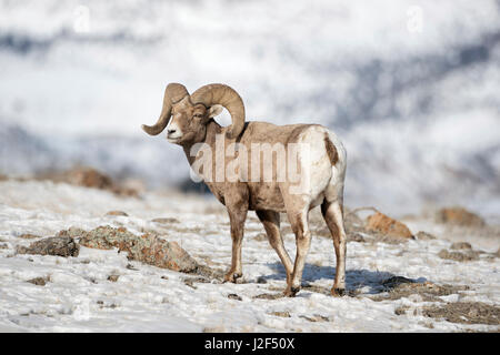 Rocky Mountain Bighorn Sheep / Dickhornschaf ( Ovis canadensis ), male adult, ram in snow, winter, Yellowstone National Park, USA. Stock Photo