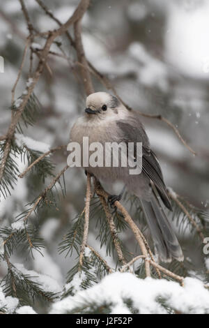 Grey jay / Meisenhaeher ( Perisoreus canadensis ), adult in winter, perched on a twig of a snow covered conifer, Montana, USA. Stock Photo