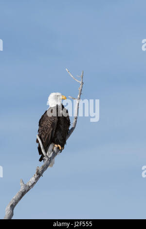 Bald Eagle / Weisskopfseeadler ( Haliaeetus leucocephalus ), perched in a cottonwood tree against blue sky, Yellowstone, Montana, USA. Stock Photo